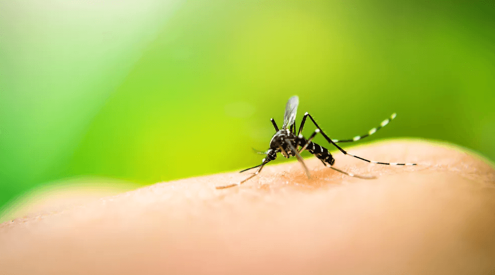 Natal declara epidemia de dengue e instala gabinete de crise