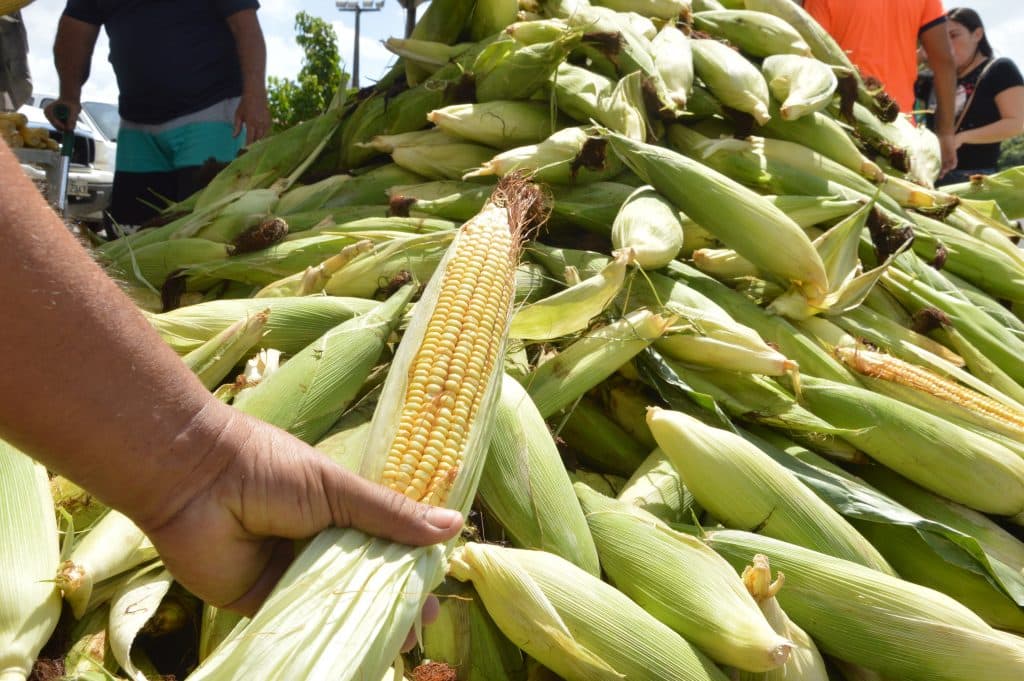 PROCON: Preço da espiga de milho sobe 33% em Natal