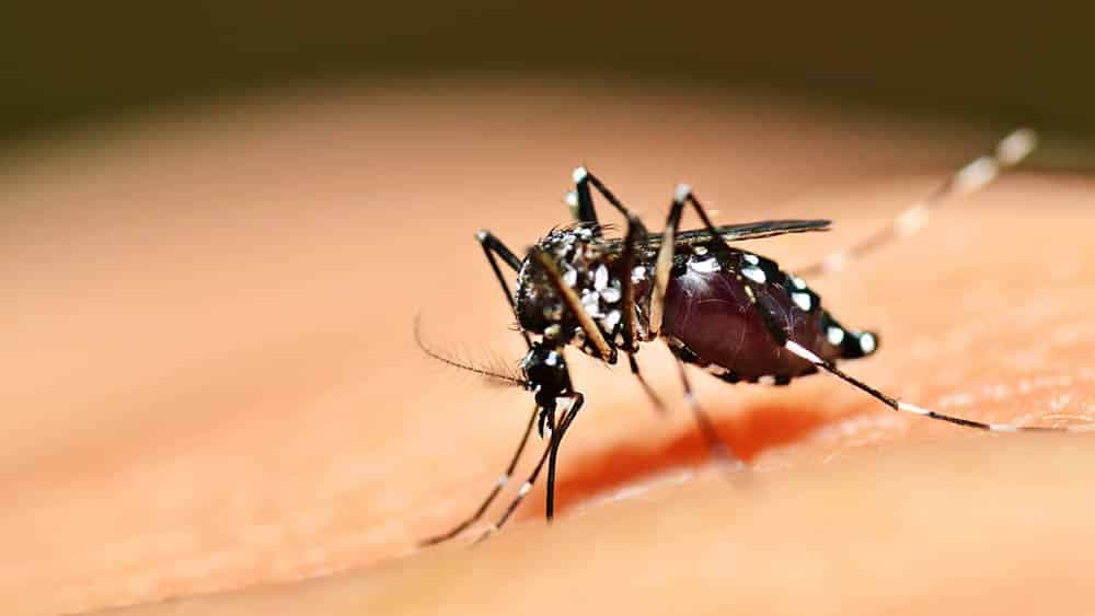 Casos de dengue no RN aumentam mais de 1.600% em um ano