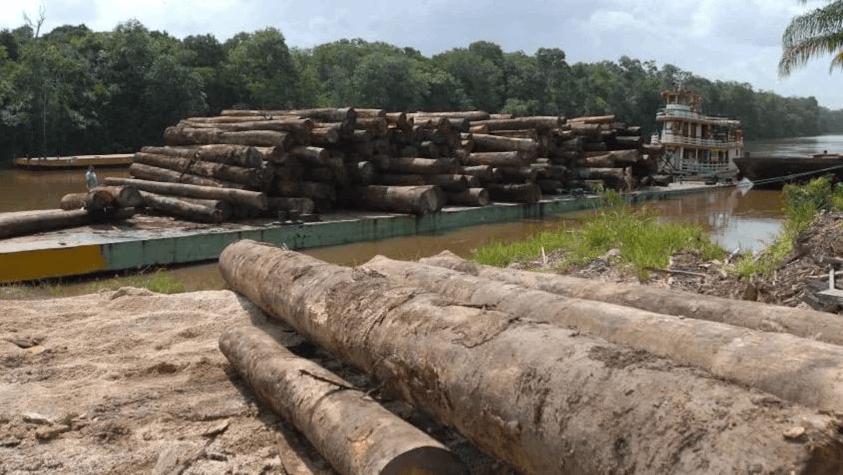 Amazônia perde o equivalente a 2.000 campos de futebol por dia