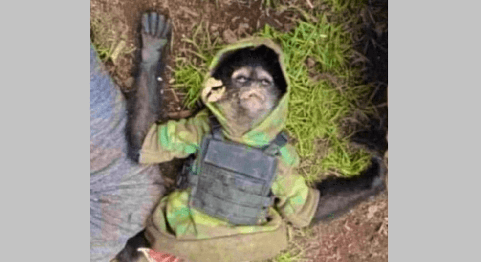 Macaco-aranha "do crime" morre em confronto de policiais com traficantes no México