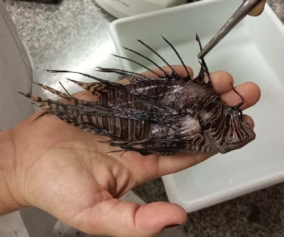 FOTOS: Pesquisadores encontram segundo peixe-leão no RN; animal venenoso ameaça outras espécies