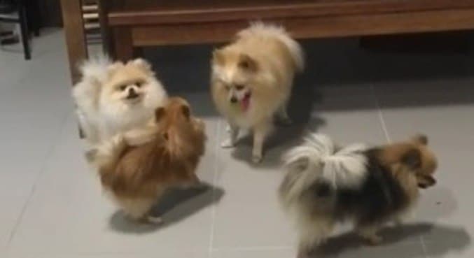Nove cachorros morrem após comer suposto petisco contaminado