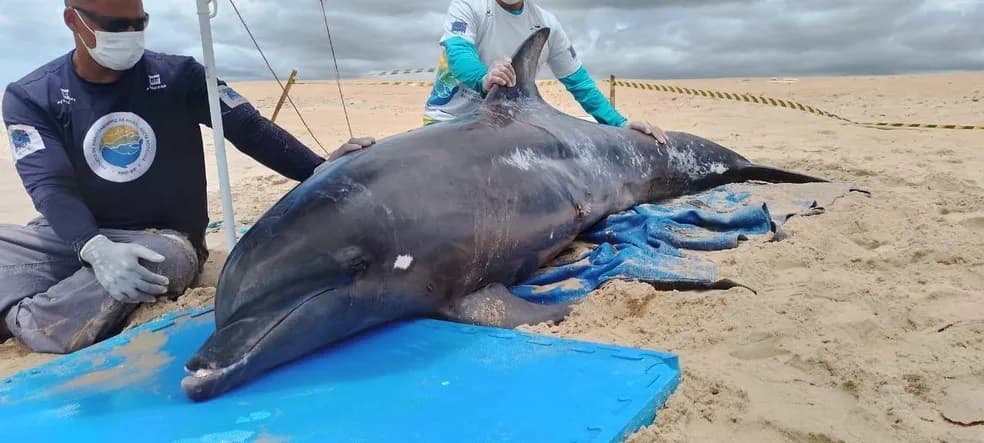 Golfinho é resgatado após encalhar em praia de Galinhos, no RN