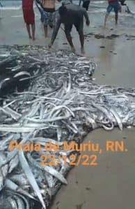 [VÍDEO]Abundância nas redes dos pescadores em Muriú