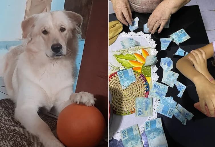 VÍDEO: Cachorro rasga sete notas de R$ 100 de aposentada no interior do RN: ‘Fiquei aperreada'