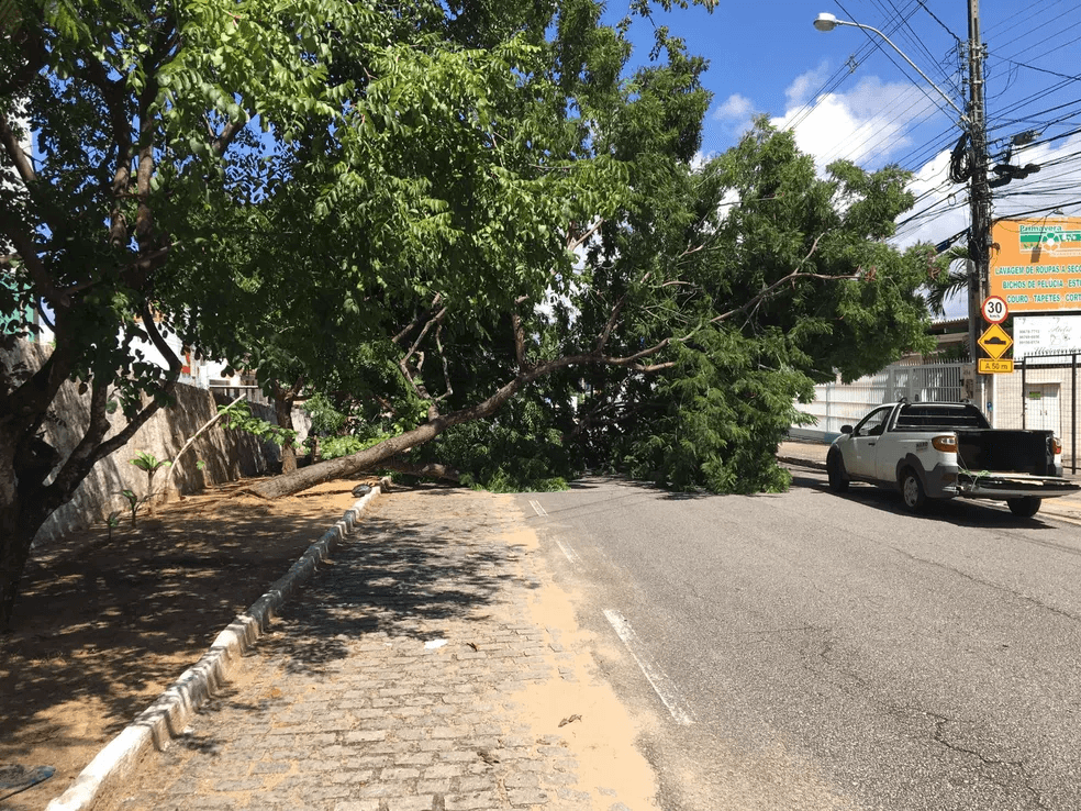 Quedas de galhos de árvores e ventania causaram problemas na rede elétrica de bairros em Natal, diz Cosern