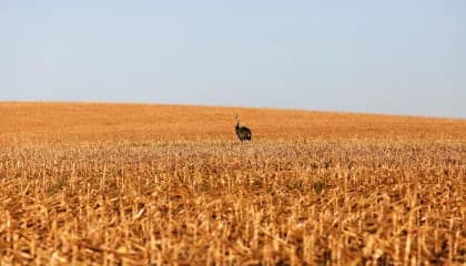 Agronegócio no Brasil dá salto em 20 anos e hoje equivale ao PIB da Argentina