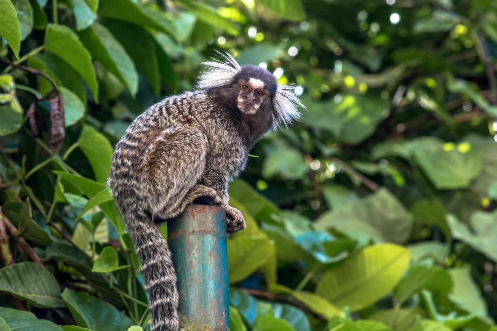 Natal acende alerta e oferta vacina contra febre amarela após caso suspeito em macaco