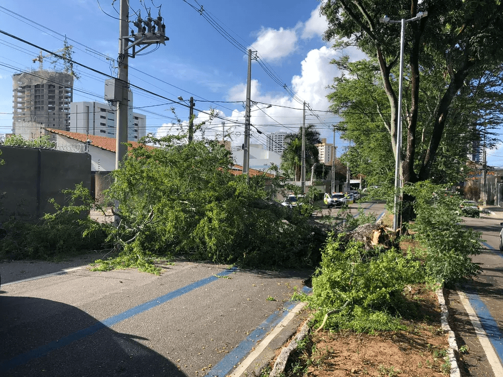 Árvore cai e interdita trecho de rua na Zona Sul de Natal