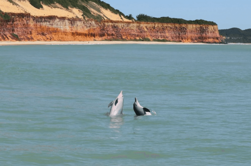 Baía dos Golfinhos, na Praia da Pipa, é eleita uma das 10 praias mais bonitas da América do Sul
