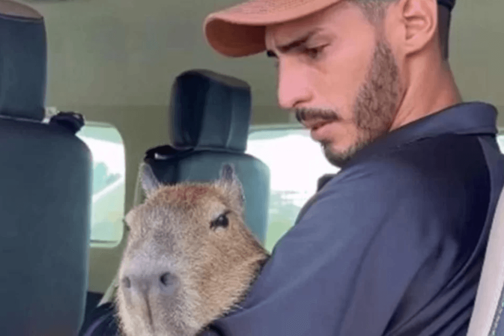 Justiça manda Ibama devolver capivara a influencer até fim do processo