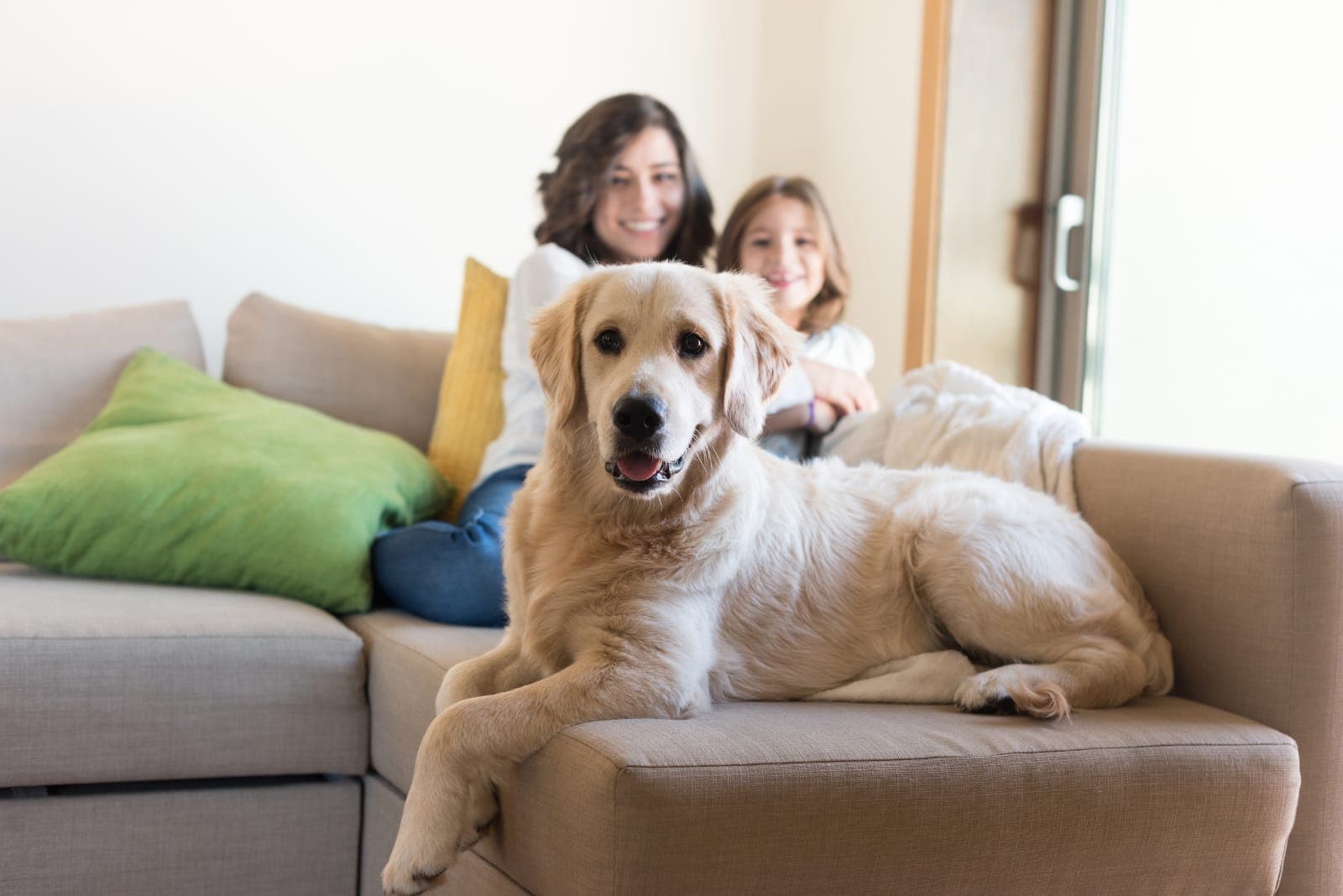 Animais de estimação também podem sofrer com o luto