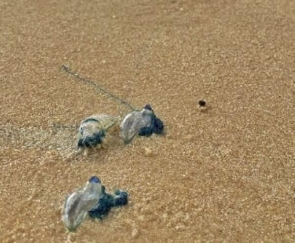 Perigo: Praia de Ponta Negra amanhece cheia de caravelas