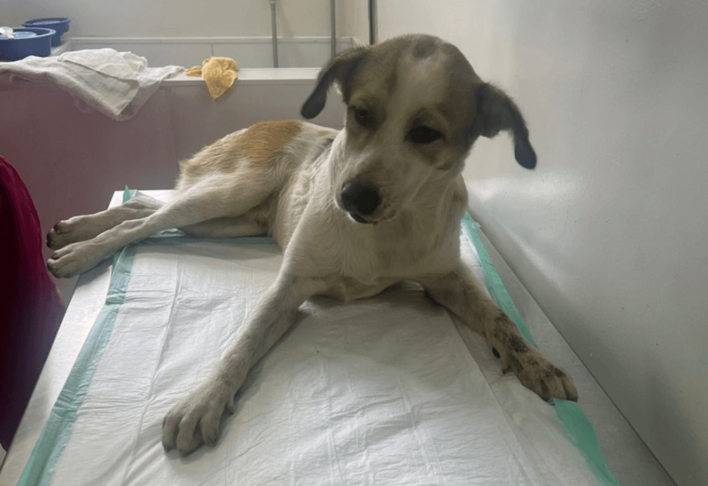 Cachorro alvejado e arrastado no RN pode ficar sem movimento nas patas traseiras; ONG faz vaquinha