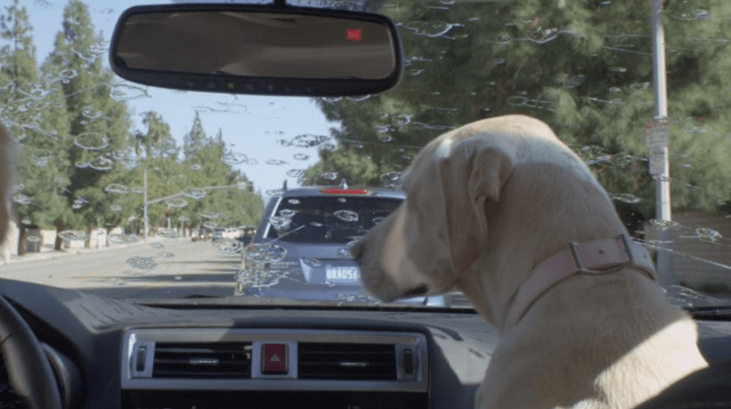 Motorista alcoolizado tenta enganar a polícia trocando de lugar com cão