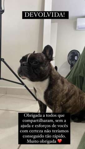 Bulldog francês roubada na av. Rodrigues Alves é devolvida aos donos