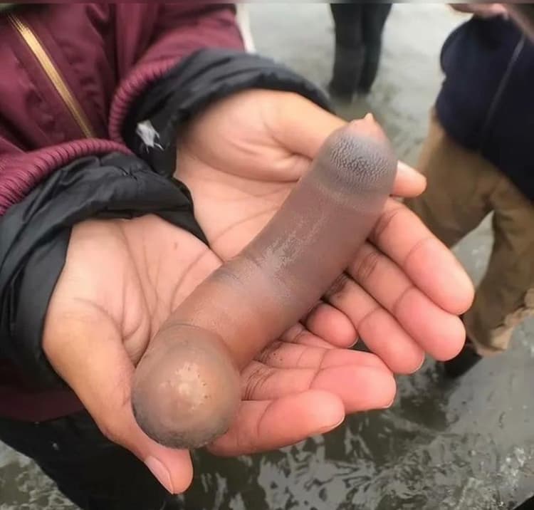 Milhares de "peixes-pên1s" de 25 cm aparecem em praia da Argentina