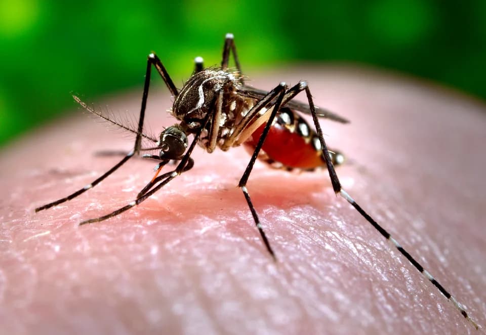 Governo não tem pressa contra dengue, que deve bater recorde em 2023