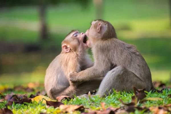 Cientistas descobrem que 72% dos macacos machos são bissexuais