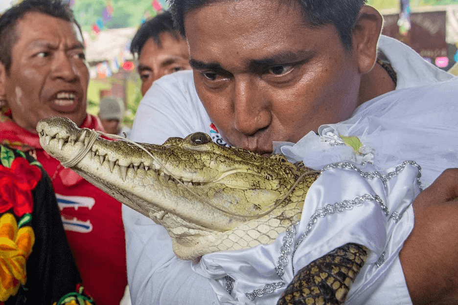 VÍDEO: Prefeito se casa com jacaré vestido de “noiva” e sela união com beijo