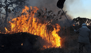 Amazônia registra em junho maior índice de queimadas em 16 anos