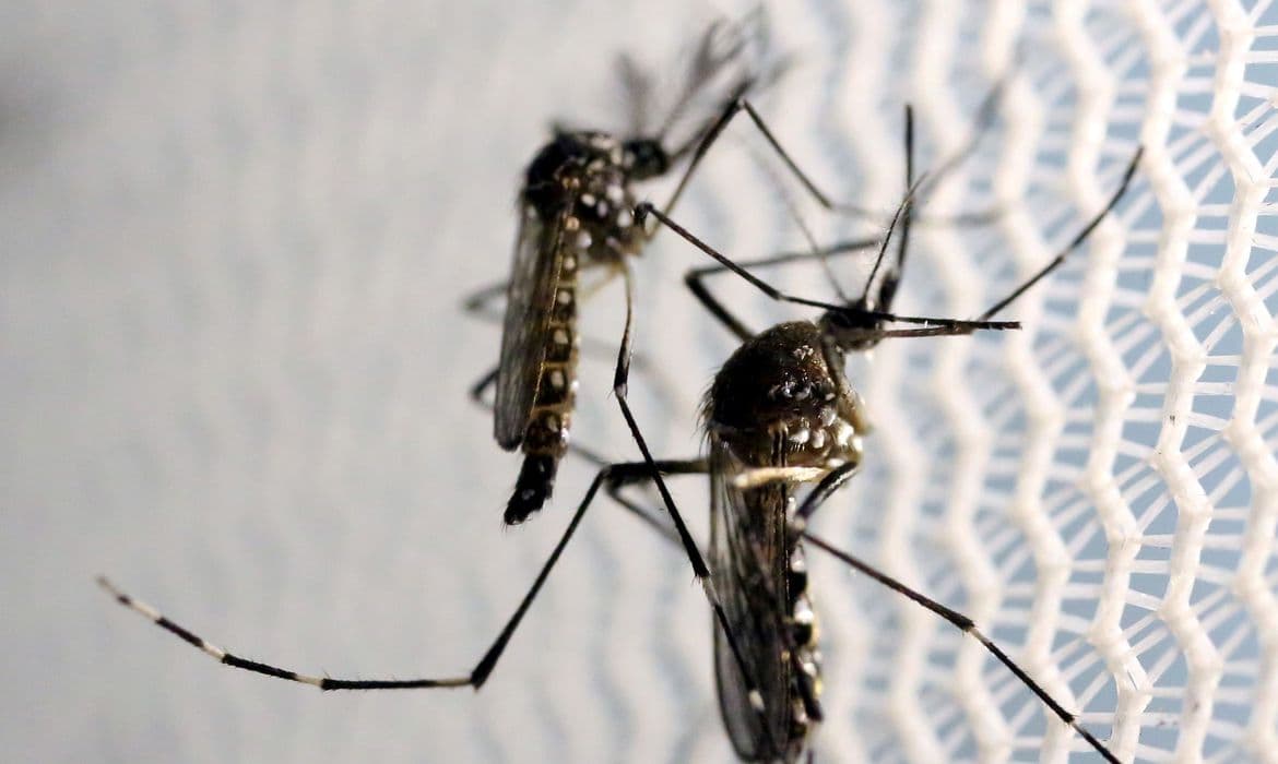 Casos de dengue no RN diminuem, afirma Boletim Epidemiológico