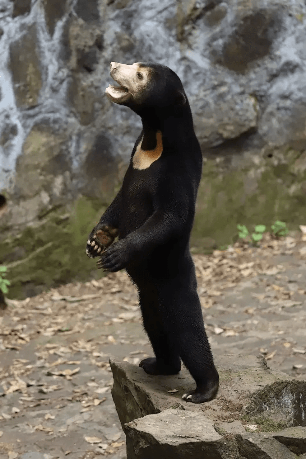 Após japoneses se fantasiarem de cachorros, Zoológico na China nega que urso seja homem vestido de animal