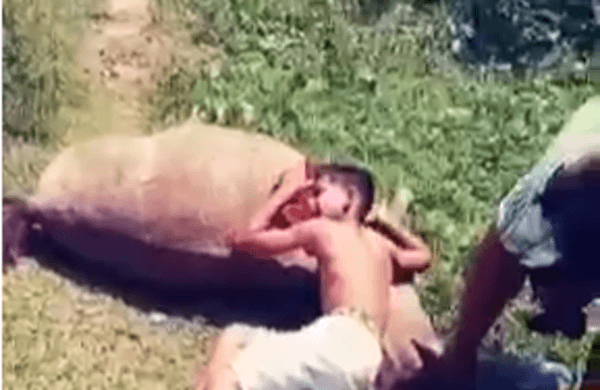 VÍDEO: Criança chora após cavalo ser morto com tiro no interior do RN