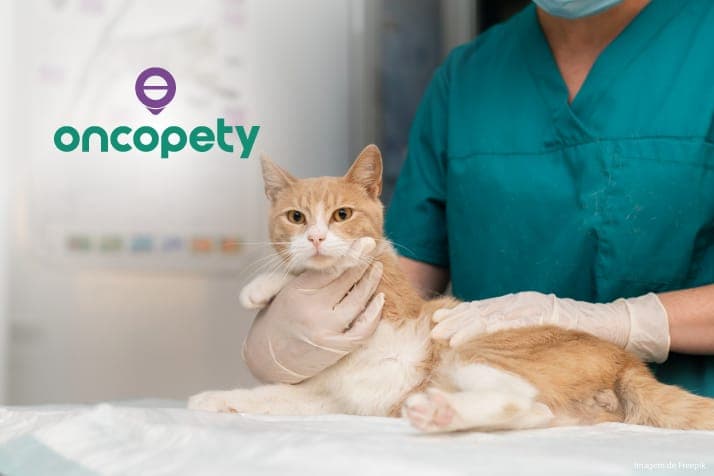 Câncer na bexiga acomete mais cães que gatos, saiba como tratar