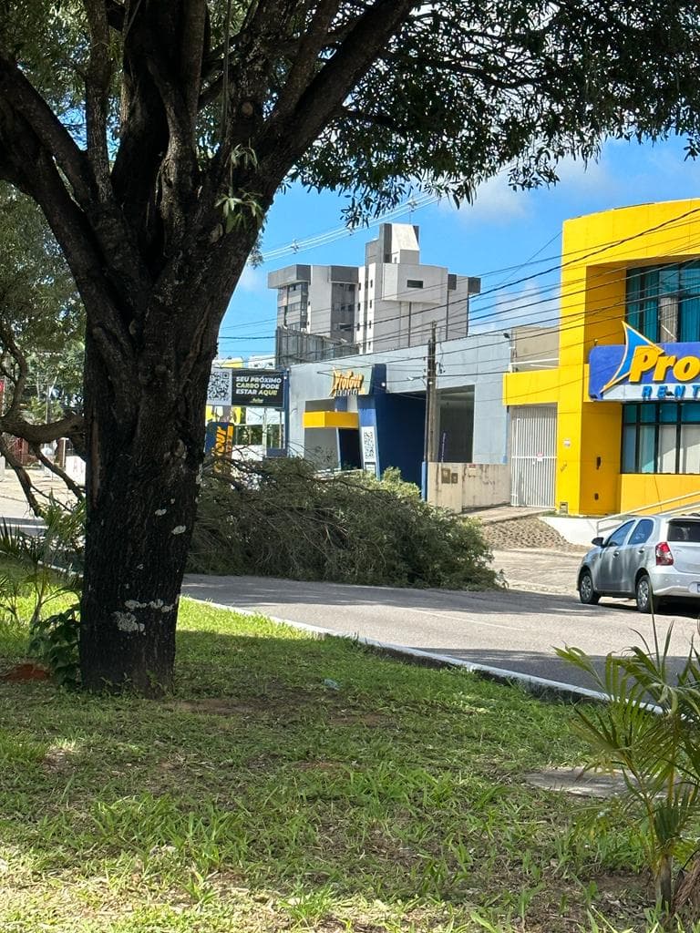 FOTO: Árvore cai na Av. Roberto Freire e interdita trânsito no sentido Ponta Negra