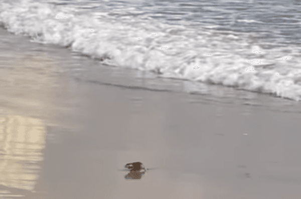 VÍDEO: ‘Ratatouille' é flagrado ‘tomando banho' na Praia de Ponta Negra