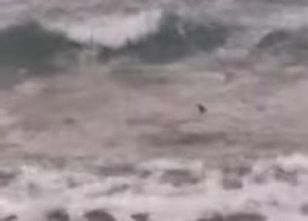 VÍDEO: Tubarão aparece na beira-mar da praia de Tibau