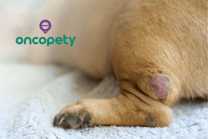 O papel da quimioterapia no tratamento oncológico no mundo animal