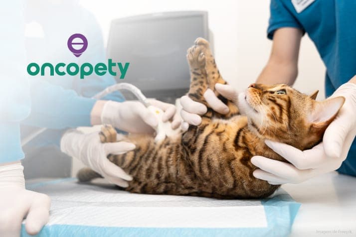 Oncopety oferece tratamento de ponta para leucemia em cães e gatos