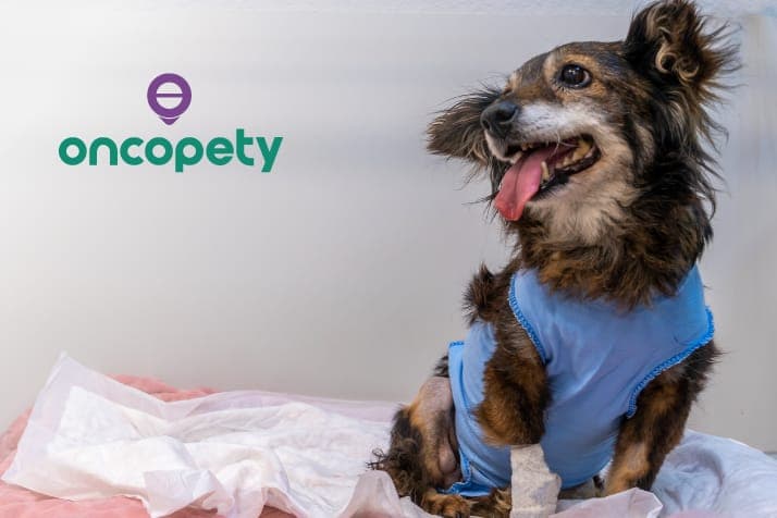 Oncopety oferece melhor alternativa de tratamento para câncer de mama em pets