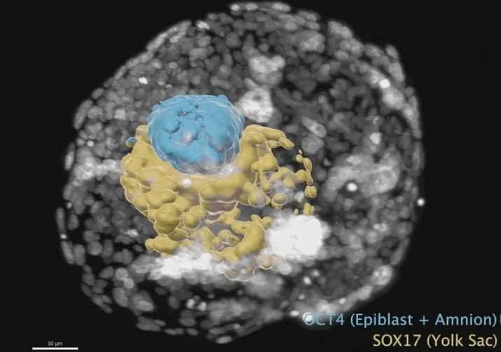Cientistas anunciam criação de embrião humano com base em células-tronco, sem espermatozoide nem óvulo