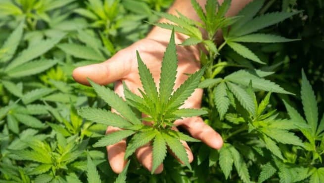 MACONHA: 72% dos brasileiros são contrários à legalização geral; uso medicinal conta com 76% de apoio, diz pesquisa Datafolha