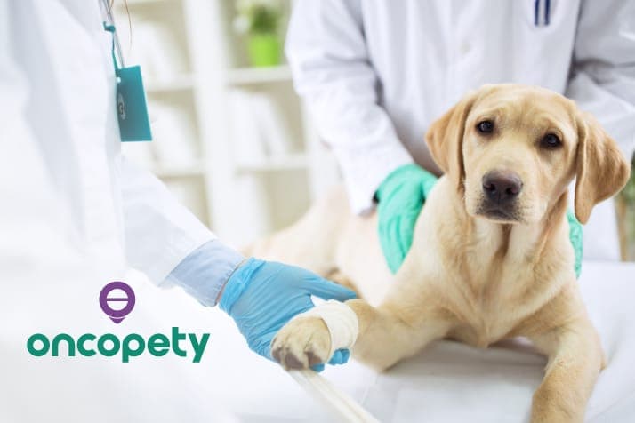 Oncopety: quimioterapia paliativa ajuda no tratamento de câncer animal