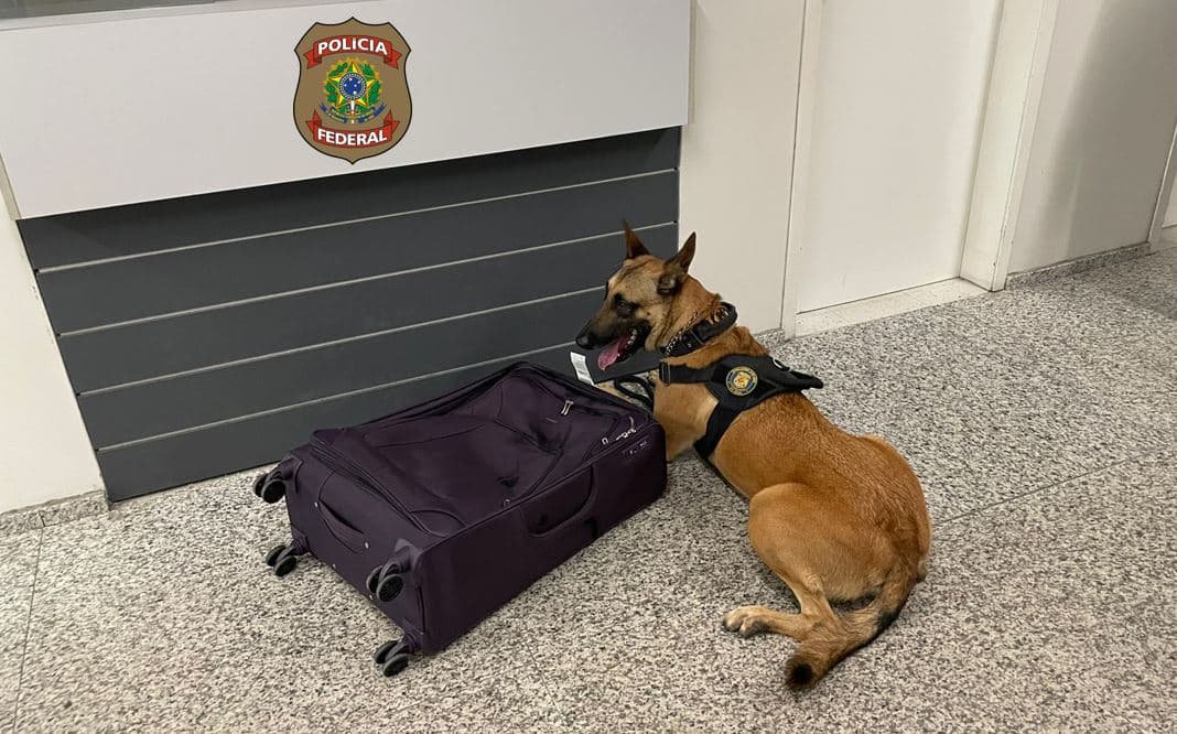 PF prende dupla no Aeroporto de São Gonçalo do Amarante que tentava embarcar para a Europa com 2,7 kg de cocaína