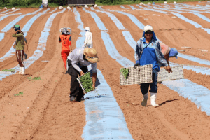 Agropecuária impulsiona geração de empregos no RN em agosto