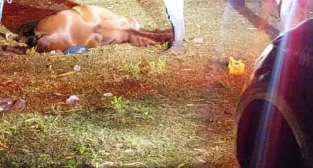 Homem e cavalo são mortos a tiros durante evento em parque de vaquejada na Grande Natal