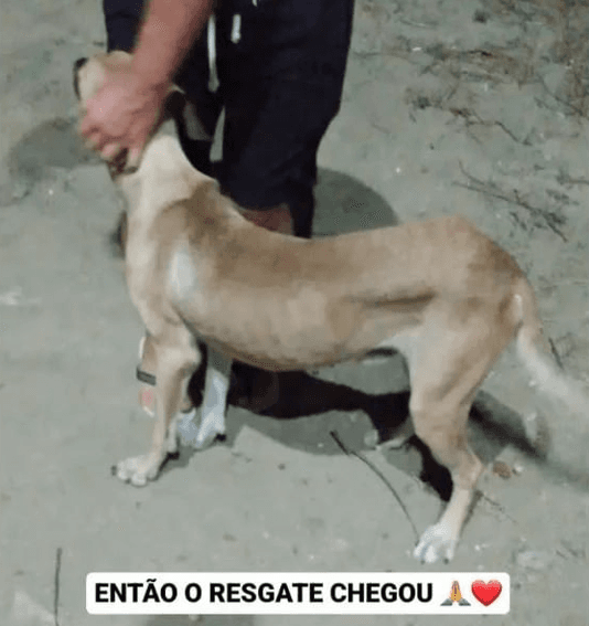 Cão que esperava por dono que morreu em hospital ganha novo lar