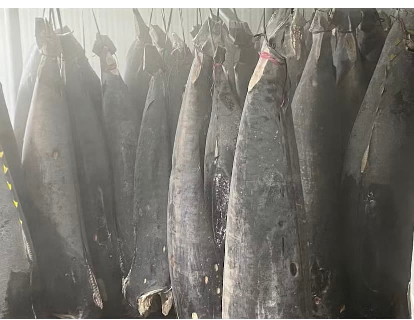 Governo federal suspende pesca de atum até fim de dezembro e setor estima prejuízo de R$ 30 milhões no RN