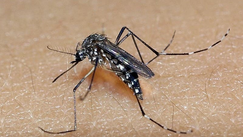 Com alta de casos, Sesap alerta para risco de proliferação do mosquito da dengue durante verão no RN