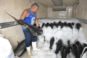 Reunião em Natal discutirá a suspensão da pesca do atum
