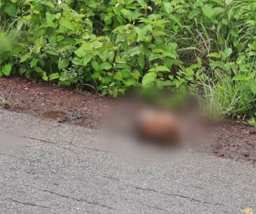 Cabeça humana é encontrada à margem da BR-406, em João Câmara