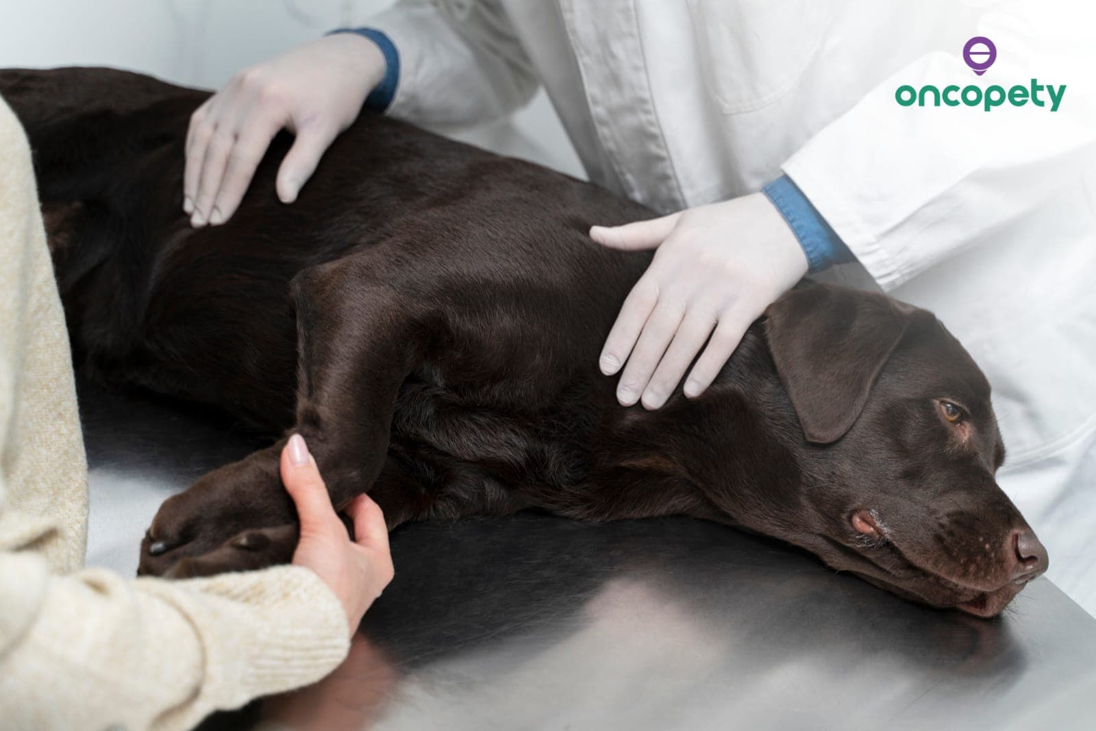 Oncopety: entenda como o linfoma afeta mais frequentemente os cães machos de grande porte