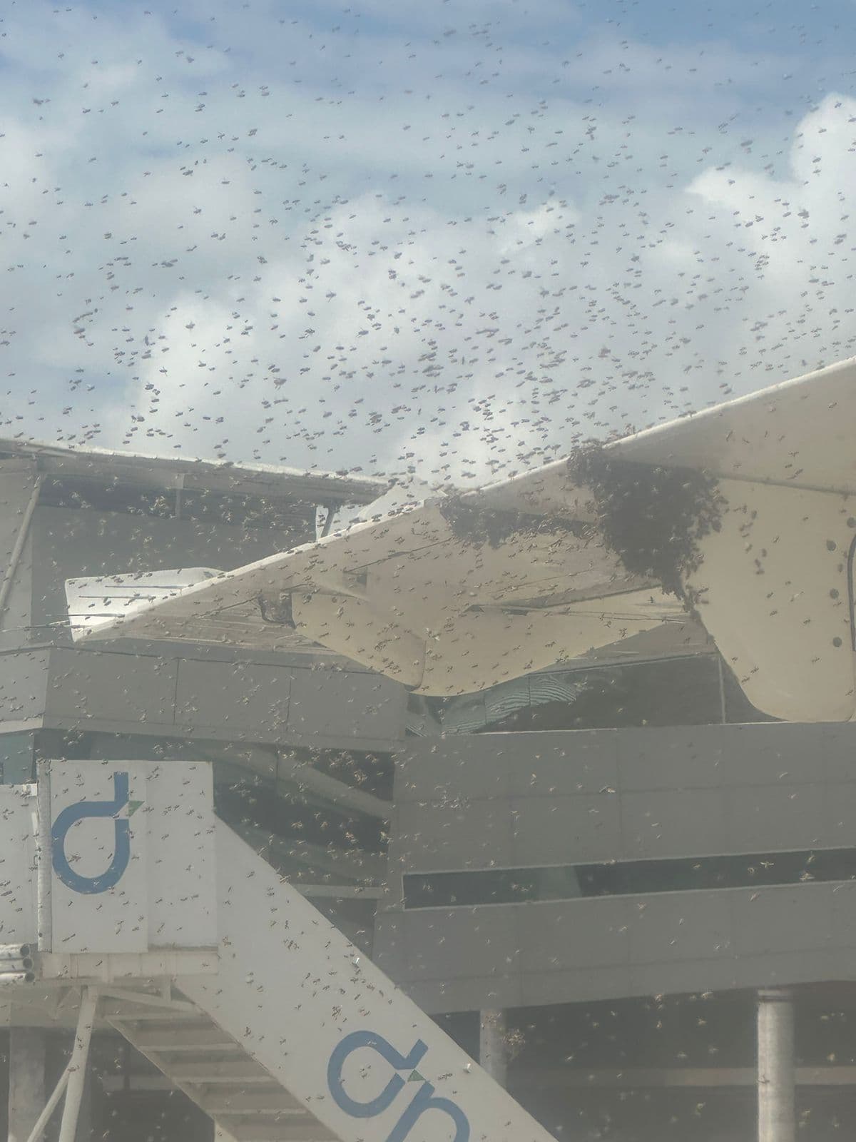 ‘Nuvem de abelhas' que atrasou desembarque de avião em Natal era enxame transitório em busca de novo ninho; entenda