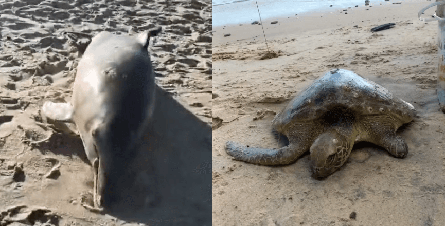 Em menos de 15 dias, litoral do RN registra mortes de 9 tartarugas e 5 golfinhos